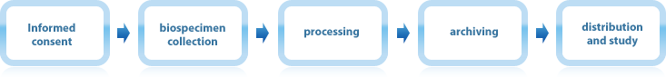 Informed consent→biospecimen collection→processing→archiving→distribution and study